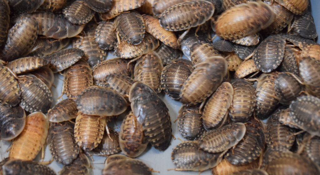 Dubia Roaches for Reptiles - Dubia Dust