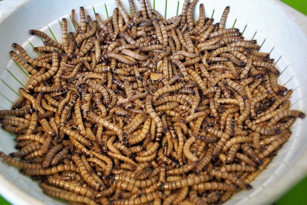 Feeding Superworms to Reptiles - Dubia Dust
