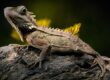 Mealworm Feeder - Dubia Dust Reptile