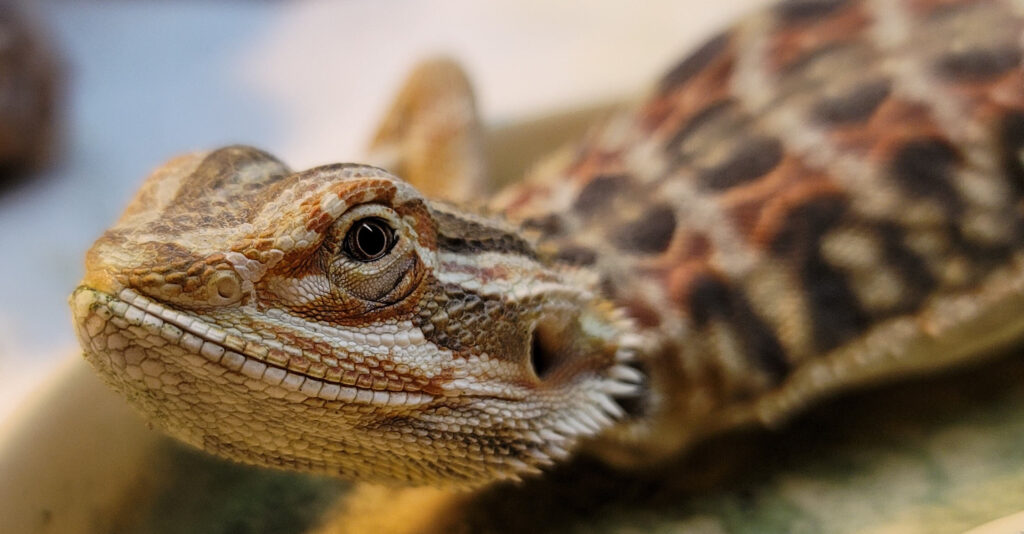 maddy the bearded dragon - Dubia Dust