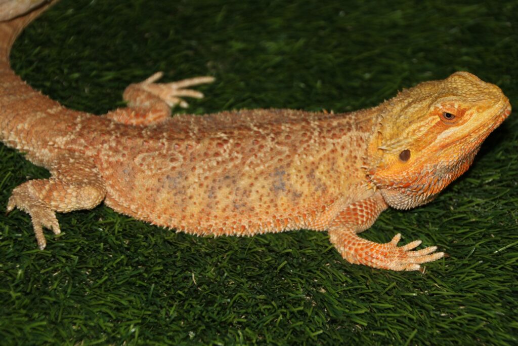 Dubia Roaches for Bearded Dragons
