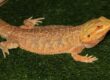Dubia Roaches for Bearded Dragons