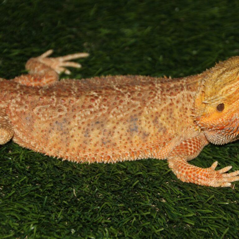Dubia Roaches for Bearded Dragons