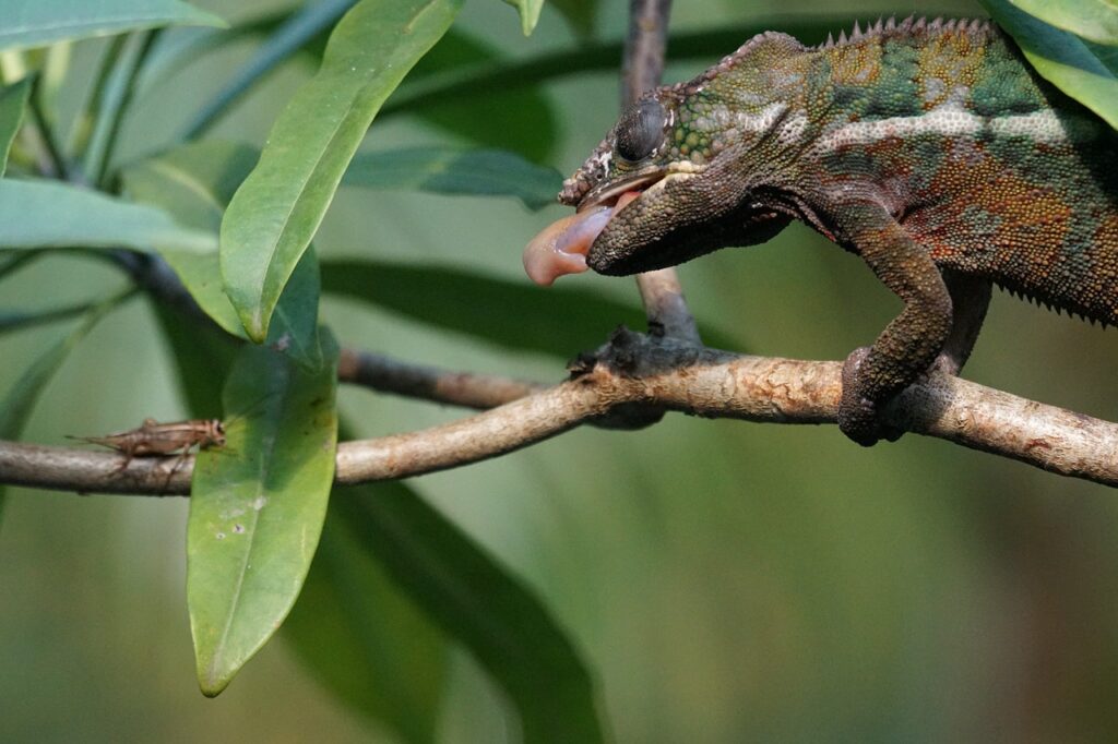chameleon feeder insects - Dubia Dust